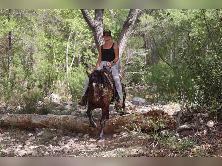 American Morgan Horse Wałach 14 lat 145 cm Gniada in Cottonwood AL