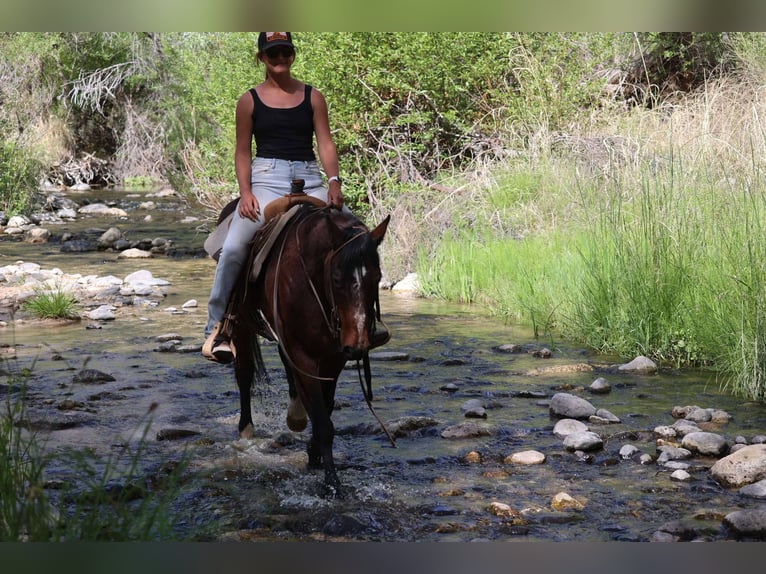American Morgan Horse Wałach 14 lat 145 cm Gniada in Cottonwood AL