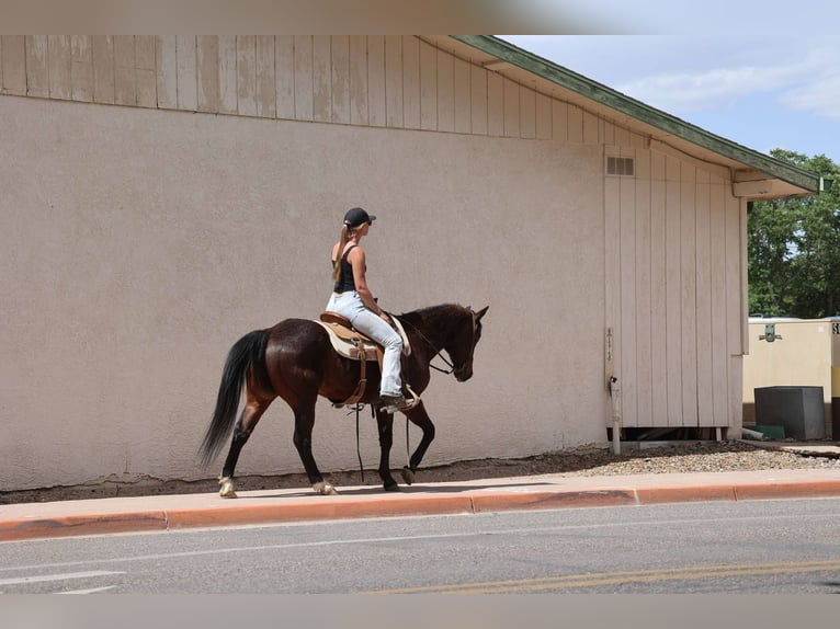 American Morgan Horse Wałach 14 lat 145 cm Gniada in Cottonwood AL