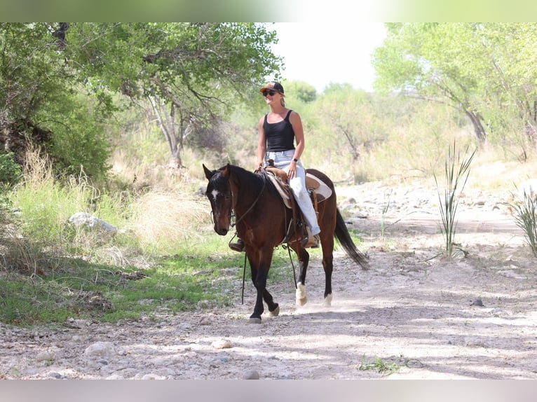 American Morgan Horse Wałach 14 lat 145 cm Gniada in Cottonwood AL