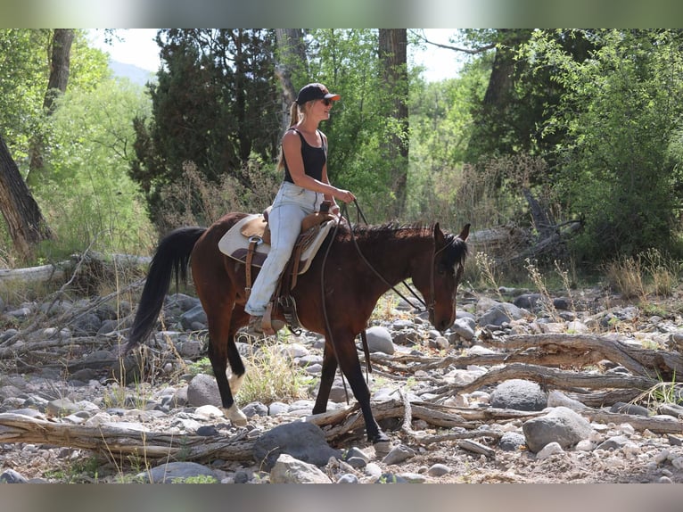 American Morgan Horse Wałach 14 lat 145 cm Gniada in Cottonwood AL