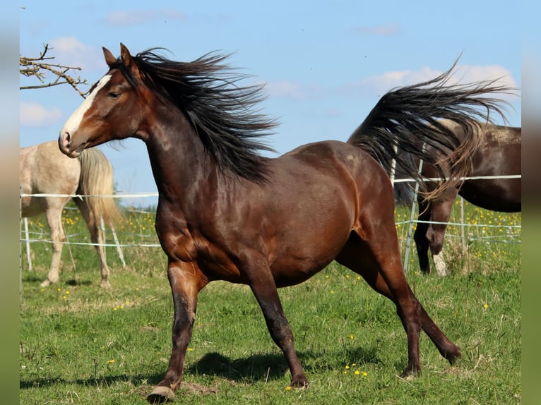 American Morgan Horse Wałach 2 lat 150 cm Gniada in Kirtorf