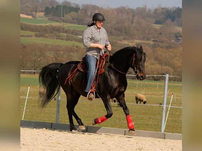 American Morgan Horse Wałach 2 lat 150 cm Gniada in Kirtorf