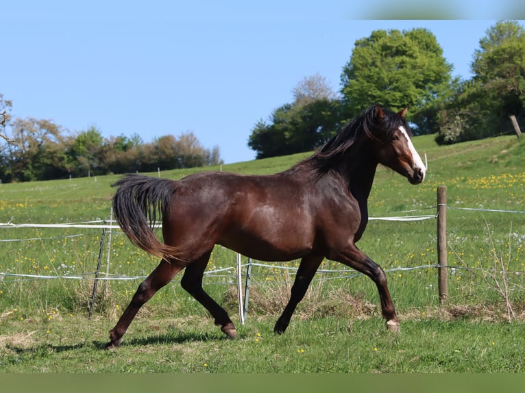 American Morgan Horse Wałach 2 lat 150 cm Gniada in Kirtorf
