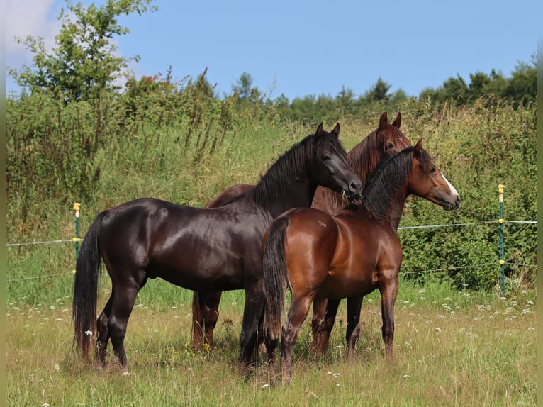 American Morgan Horse Wałach 2 lat 150 cm Gniada in Kirtorf