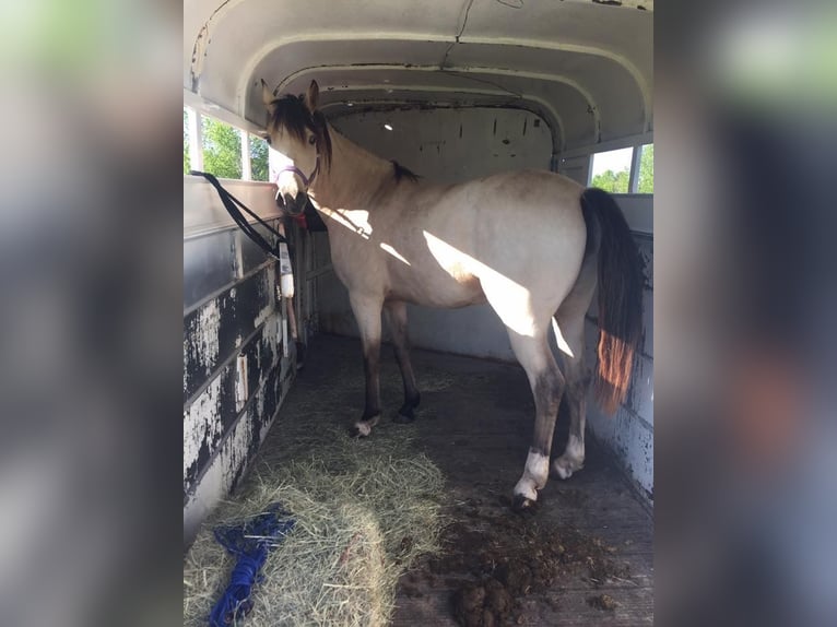 American Morgan Horse Mix Wałach 3 lat 198 cm Siwa in Fort Worth,Dallas