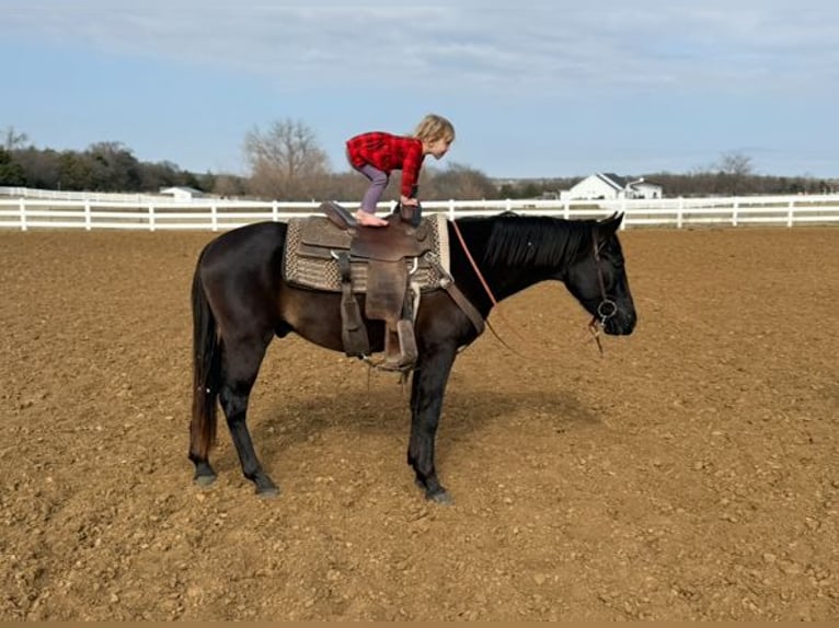 American Morgan Horse Wałach 5 lat 152 cm Kara in Fort Collins