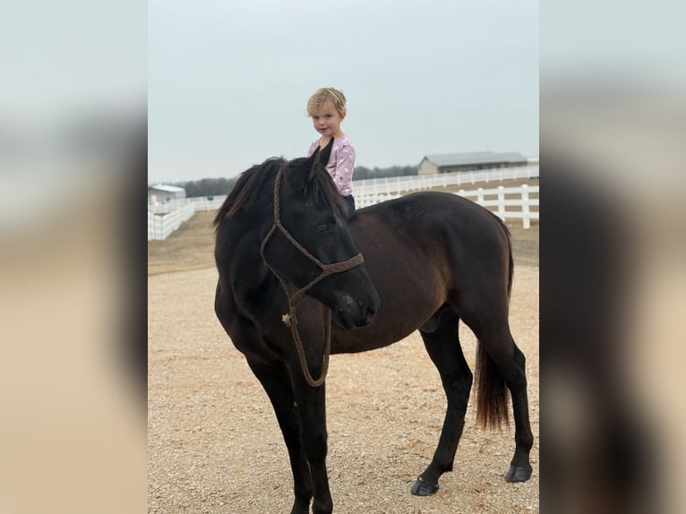 American Morgan Horse Wałach 5 lat 152 cm Kara in Fort Collins