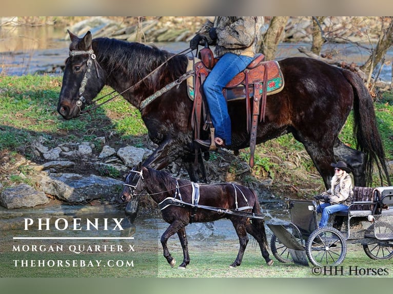 American Morgan Horse Wałach 7 lat 157 cm Ciemnogniada in Hillsboro, KY