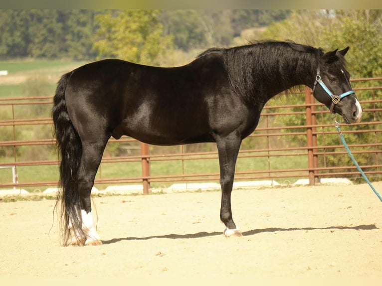 American Morgan Horse Wałach 8 lat 155 cm Kara in Fresno