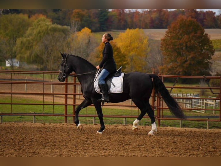 American Morgan Horse Wałach 9 lat 155 cm Kara in Fresno