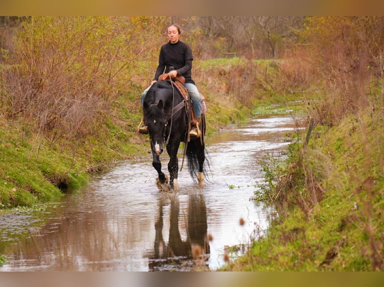 American Morgan Horse Wałach 9 lat 155 cm Kara in Fresno