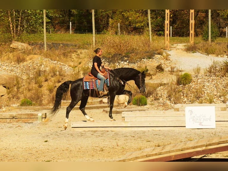 American Morgan Horse Wałach 9 lat 155 cm Kara in Fresno