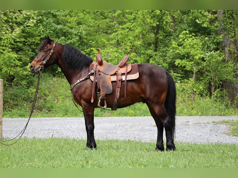 American Morgan Horse Wałach 10 lat 150 cm Gniada in Flemingsburg KY