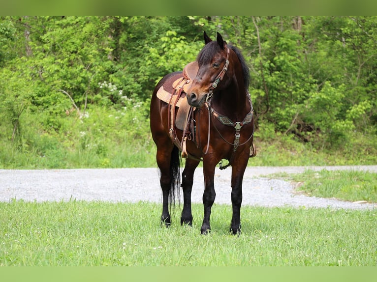 American Morgan Horse Wałach 10 lat 150 cm Gniada in Flemingsburg KY