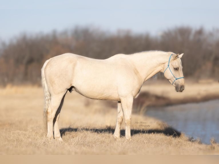 American Morgan Horse Mix Wałach 15 lat 157 cm Dunalino in Athens, TX