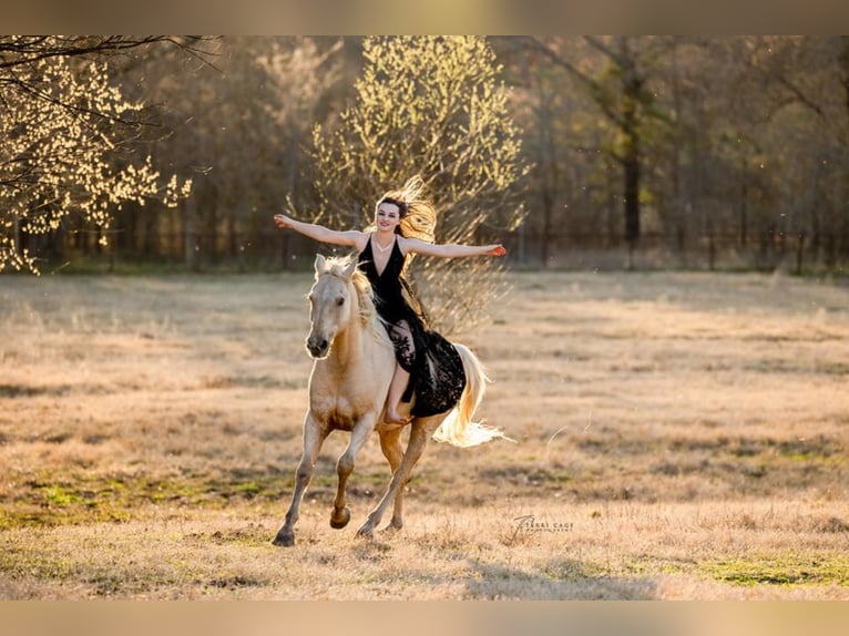 American Morgan Horse Mix Wałach 15 lat 157 cm Dunalino in Athens, TX