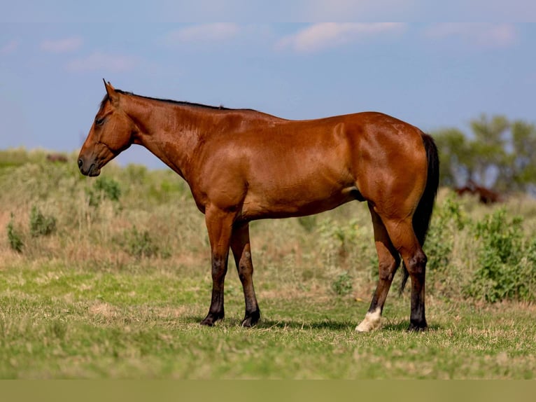 American Morgan Horse Wałach 5 lat 152 cm Gniada in Weatherford Tx