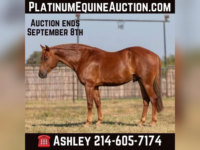 American Morgan Horse Wałach 5 lat Ciemnokasztanowata in Weatherford TX