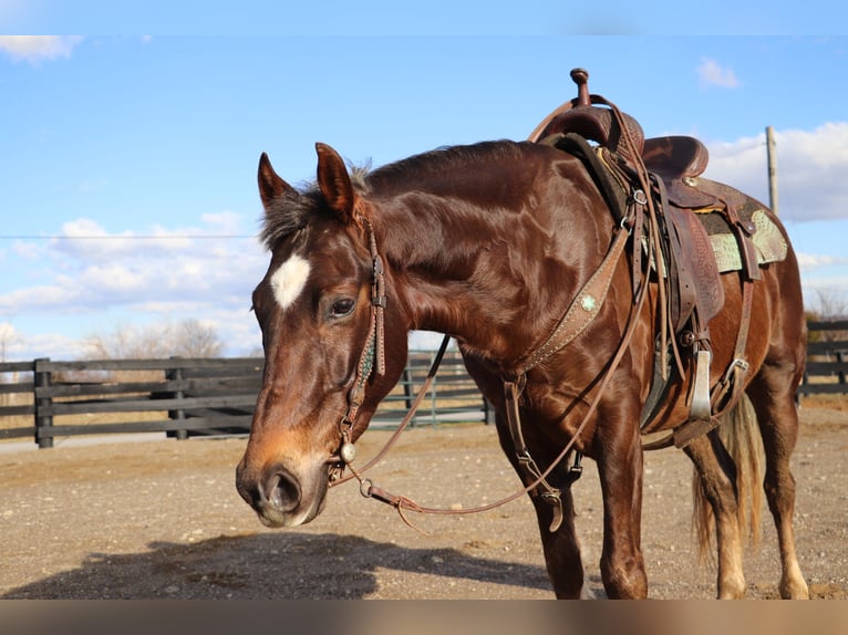 American Morgan Horse Wałach 5 lat Gniada in Hillsboro KY