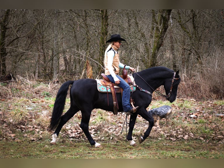 American Morgan Horse Wałach 6 lat 150 cm Kara in Flemingsburg KY