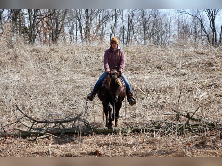 American Morgan Horse Wałach 6 lat 152 cm Gniada in Highland MI