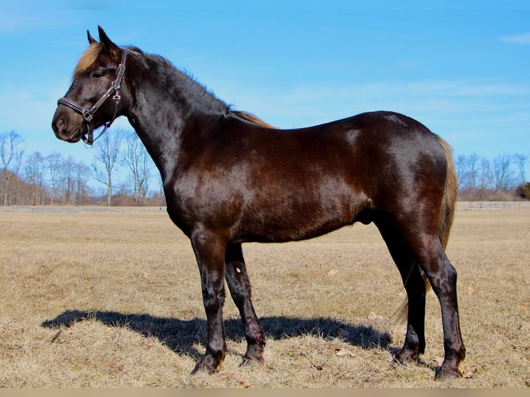 American Morgan Horse Wałach 6 lat 152 cm Gniada in Highland MI