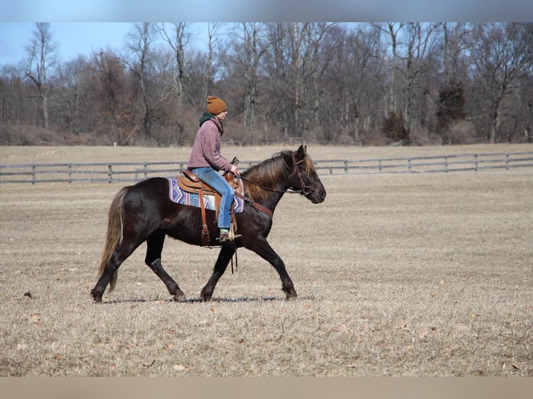 American Morgan Horse Wałach 6 lat 152 cm Gniada in Highland MI