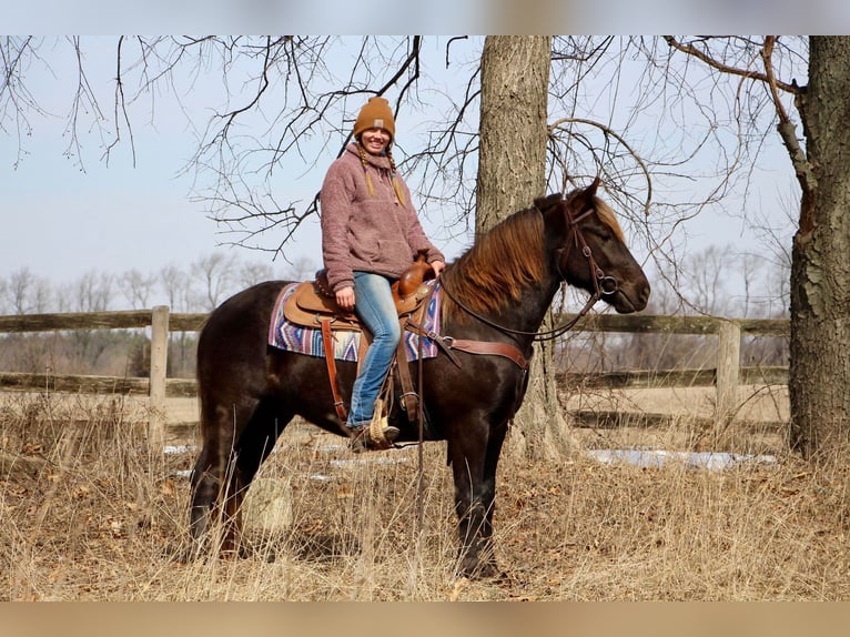 American Morgan Horse Wałach 6 lat 152 cm Gniada in Highland MI