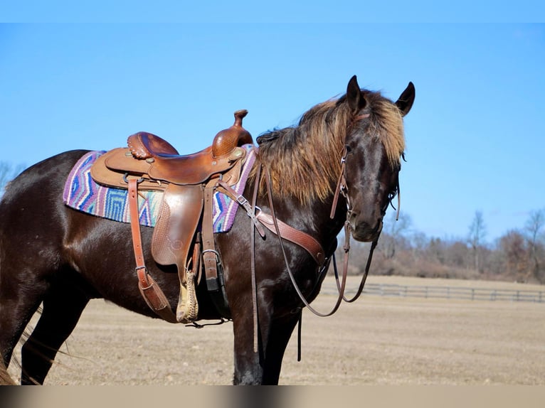 American Morgan Horse Wałach 6 lat 152 cm Gniada in Highland MI