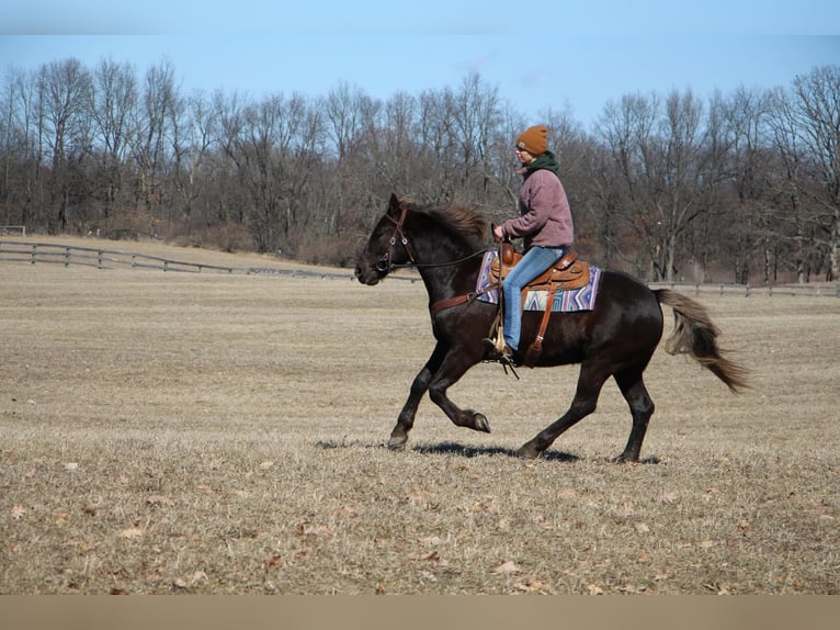 American Morgan Horse Wałach 6 lat 152 cm Gniada in Highland MI