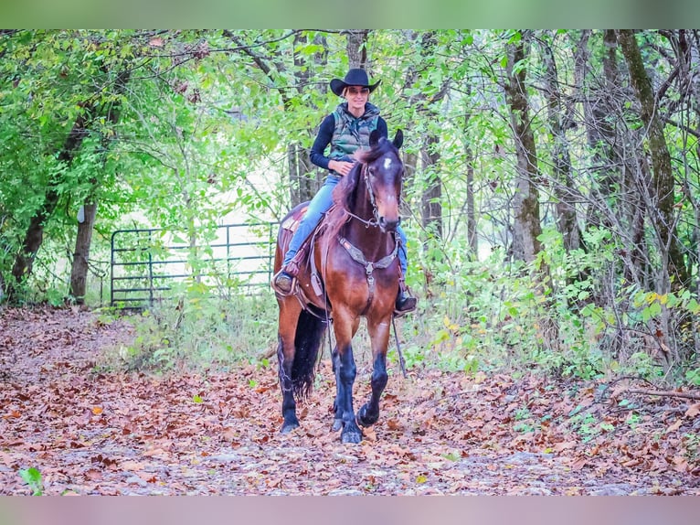 American Morgan Horse Wałach 6 lat 165 cm Gniada in Flemingsburg KY