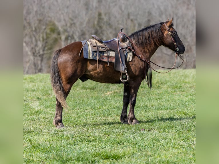 American Morgan Horse Wałach 7 lat 147 cm Gniada in Ewing KY