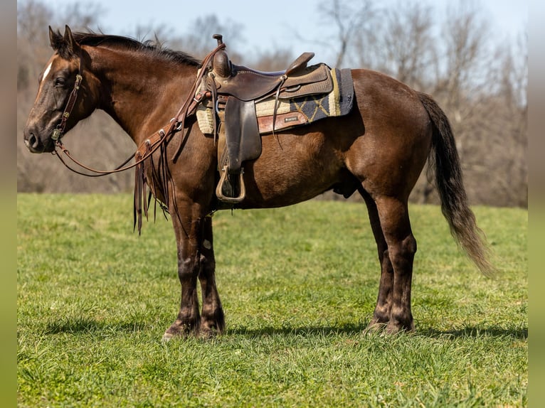 American Morgan Horse Wałach 7 lat 147 cm Gniada in Ewing KY