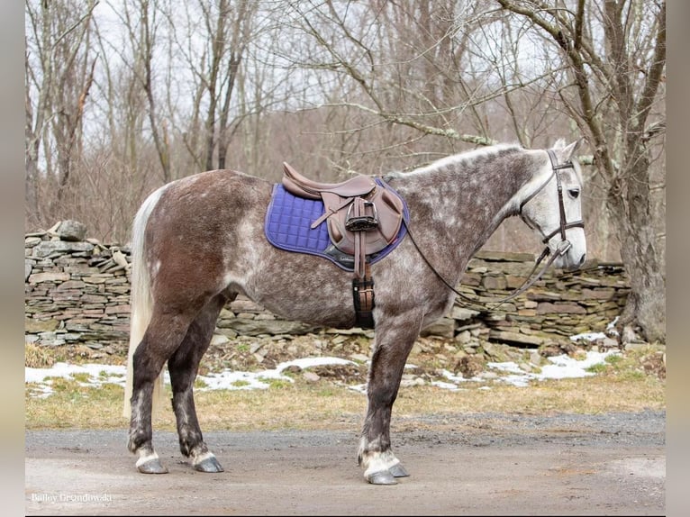 American Morgan Horse Wałach 7 lat 147 cm Siwa jabłkowita in Everette PA
