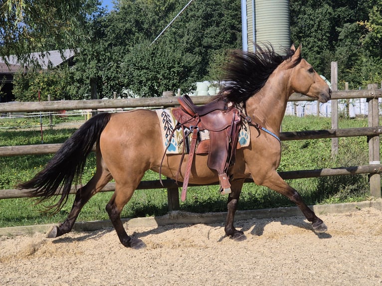 American Morgan Horse Wałach 7 lat 150 cm Jelenia in Ebikon