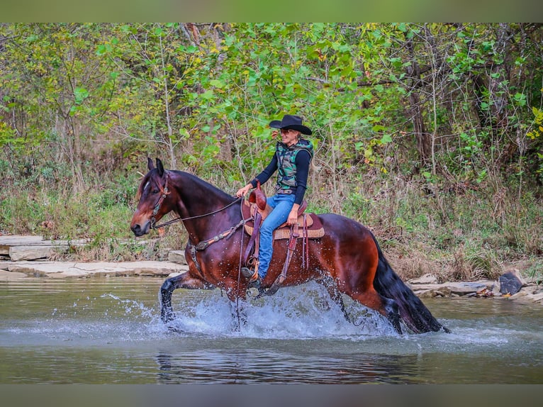 American Morgan Horse Wałach 7 lat 165 cm Gniada in Flemingsburg KY