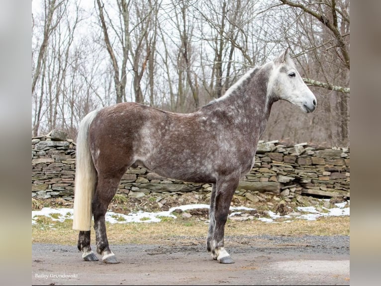 American Morgan Horse Wałach 8 lat 147 cm Siwa jabłkowita in Everette PA