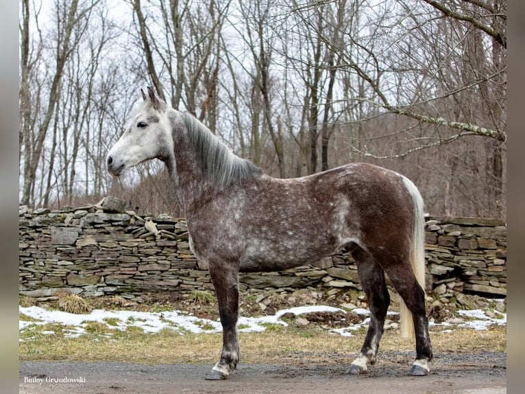 American Morgan Horse Wałach 8 lat 147 cm Siwa jabłkowita in Everette PA