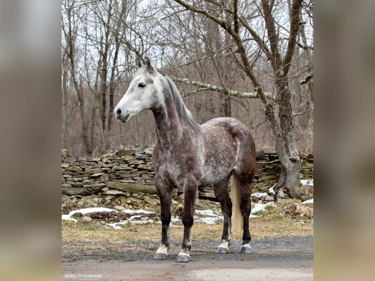 American Morgan Horse Wałach 8 lat 147 cm Siwa jabłkowita in Everette PA