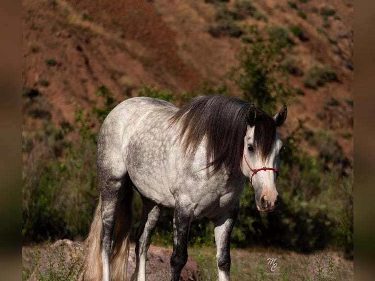 American Morgan Horse Wałach 8 lat 152 cm Siwa jabłkowita in Homedale ID