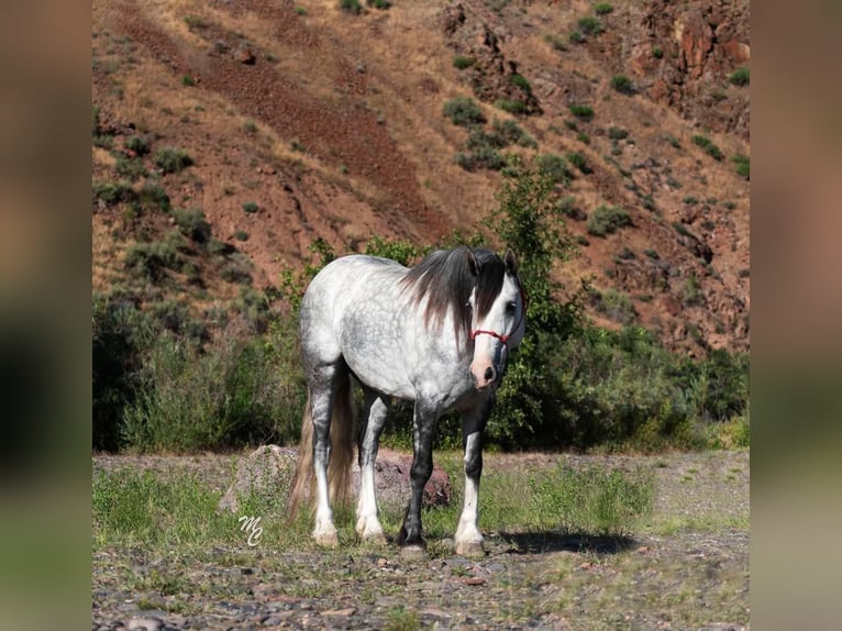 American Morgan Horse Wałach 8 lat 152 cm Siwa jabłkowita in Homedale ID