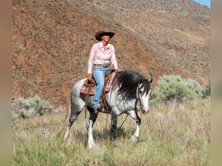 American Morgan Horse Wałach 8 lat 152 cm Siwa jabłkowita in Homedale ID