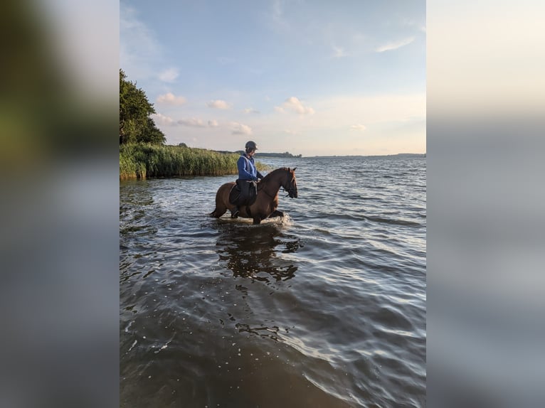 American Morgan Horse Wałach 8 lat 153 cm Kasztanowata in Karby