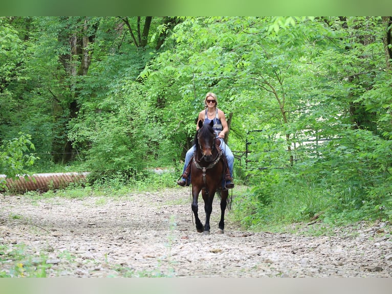 American Morgan Horse Wallach 10 Jahre 150 cm Rotbrauner in Flemingsburg KY