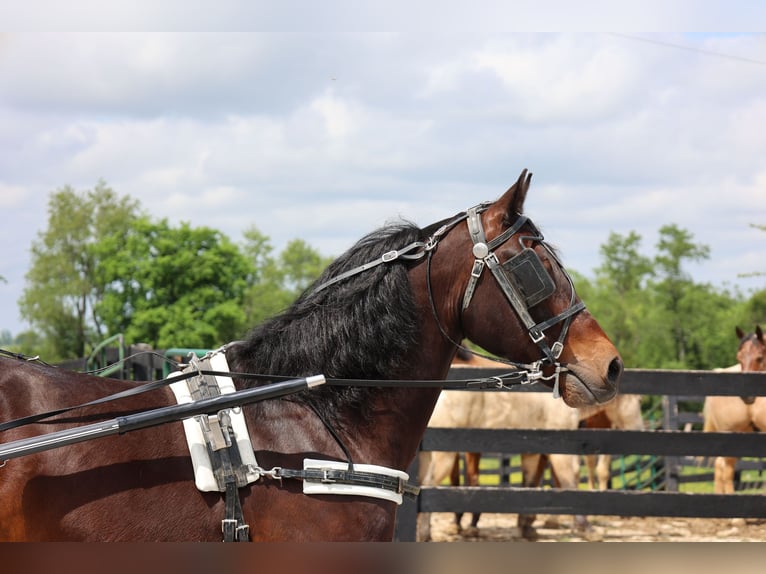 American Morgan Horse Wallach 10 Jahre 150 cm Rotbrauner in Flemingsburg KY