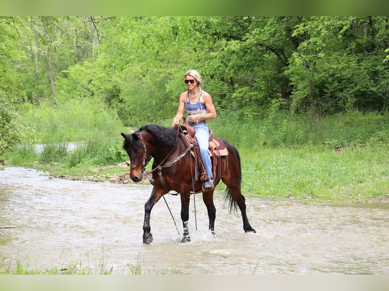 American Morgan Horse Wallach 10 Jahre 150 cm Rotbrauner in Flemingsburg KY