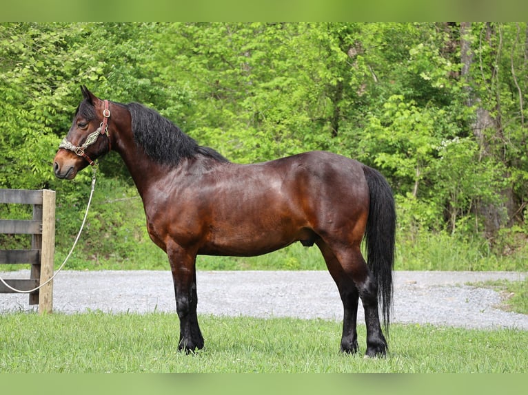 American Morgan Horse Wallach 10 Jahre 150 cm Rotbrauner in Flemingsburg KY