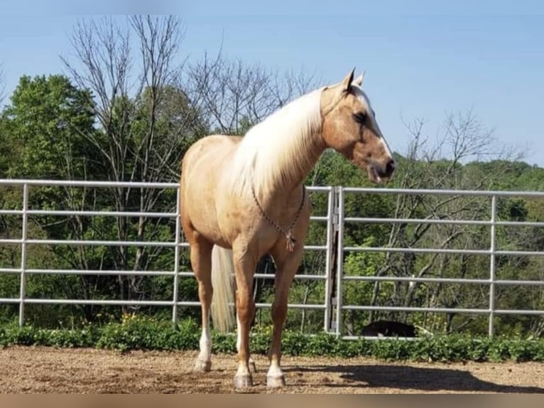 American Morgan Horse Wallach 10 Jahre 152 cm Hellbrauner in Millersburg