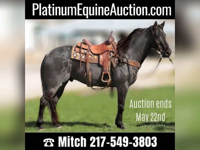 American Morgan Horse Wallach 10 Jahre 155 cm Roan-Blue in Charleston IL